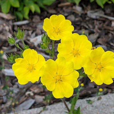Potentilla hirta — flower