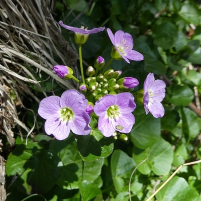 Cardamine raphanifolia — flower