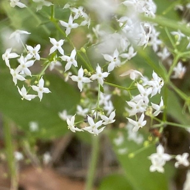 Galium pumilum — flower