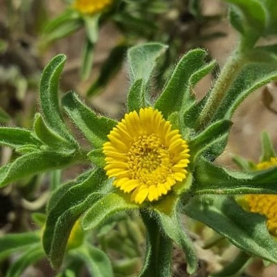 Asteriscus aquaticus — flower