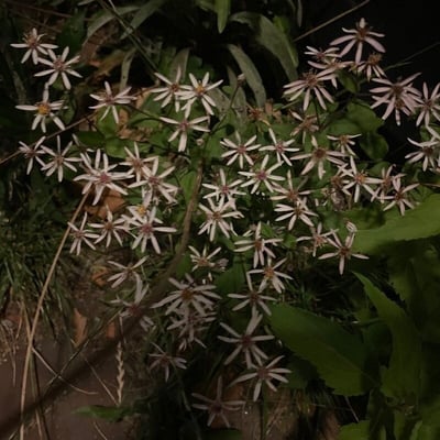 Eurybia divaricata — flower