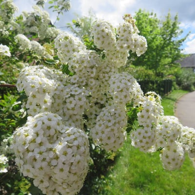 Spiraea chamaedryfolia — flower