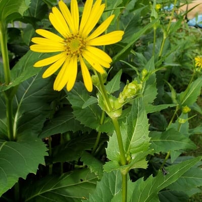 Silphium integrifolium — flower