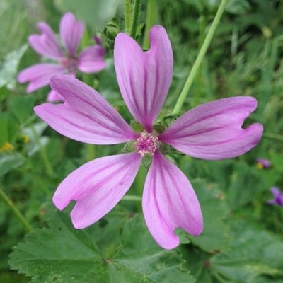 Malva sylvestris — flower
