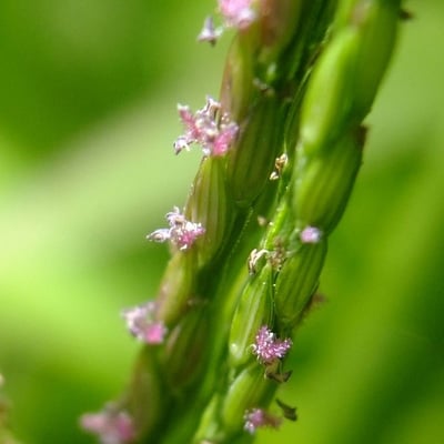 Digitaria sanguinalis — flower