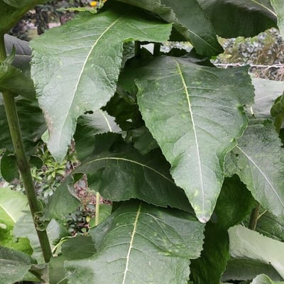 Inula racemosa — leaf