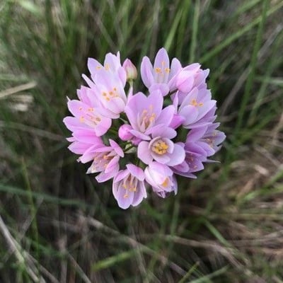 Allium roseum — flower