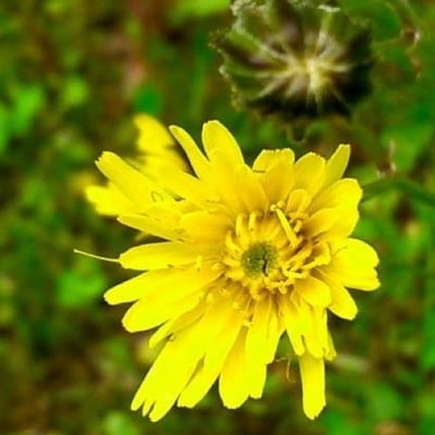 Crepis vesicaria — flower
