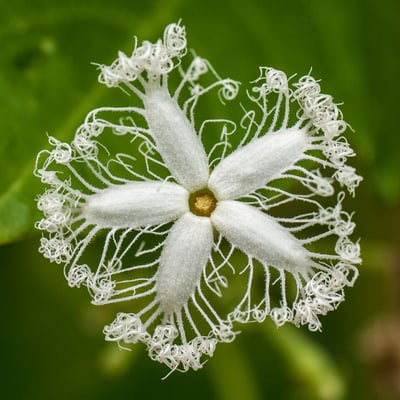 Trichosanthes cucumerina — flower