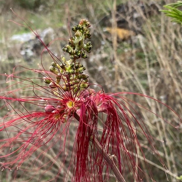 Calliandra houstoniana — flower