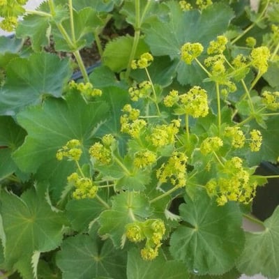 Alchemilla monticola — flower