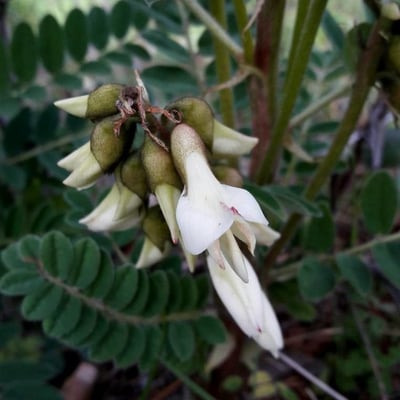 Erophaca baetica — flower