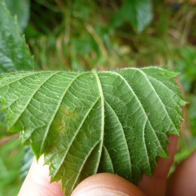 Rubus sprengelii — leaf