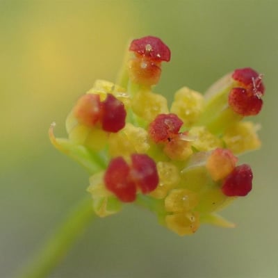 Bupleurum falcatum — flower