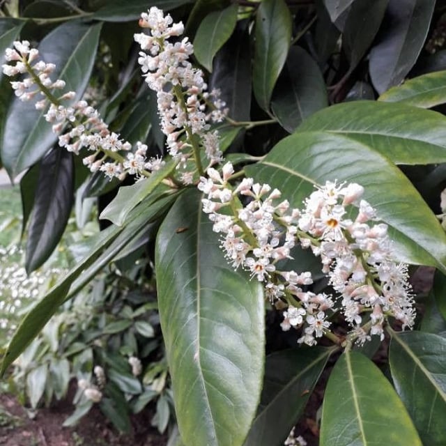 Prunus laurocerasus — flower