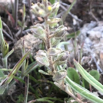 Alyssum simplex — fruit