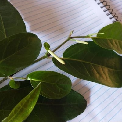 Piper arboreum — flower