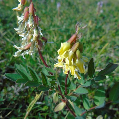 Astragalus frigidus — flower