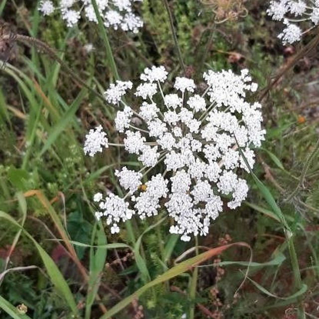 Ammi majus — flower