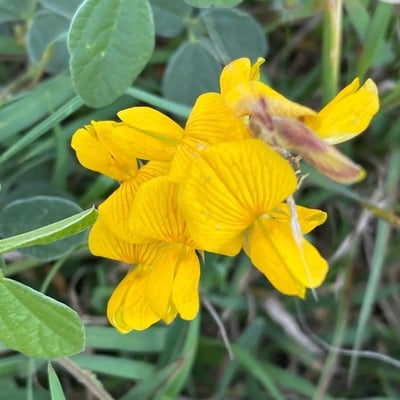 Rhynchosia minima — flower