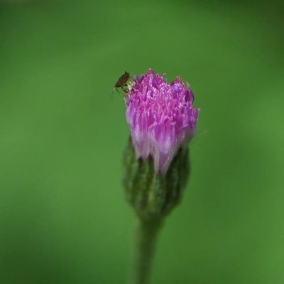 Emilia sonchifolia — flower