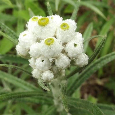 Anaphalis margaritacea — flower