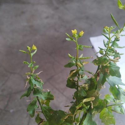 Rorippa palustris — flower