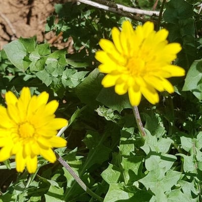 Hyoseris radiata — flower