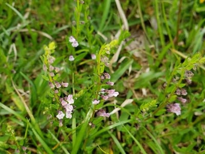 Lesser skullcap