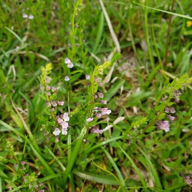 Lesser skullcap