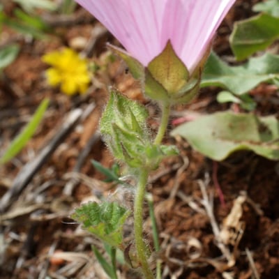 Malva hispanica — flower