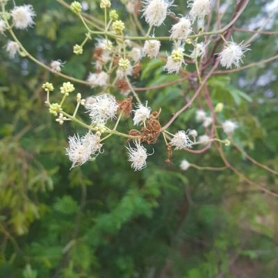 Mimosa bimucronata — flower
