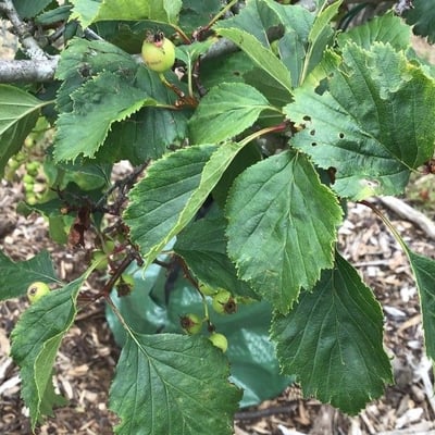Crataegus macrosperma — leaf