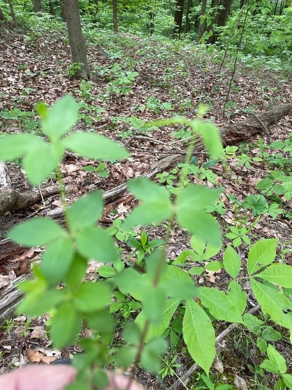 Forest bedstraw