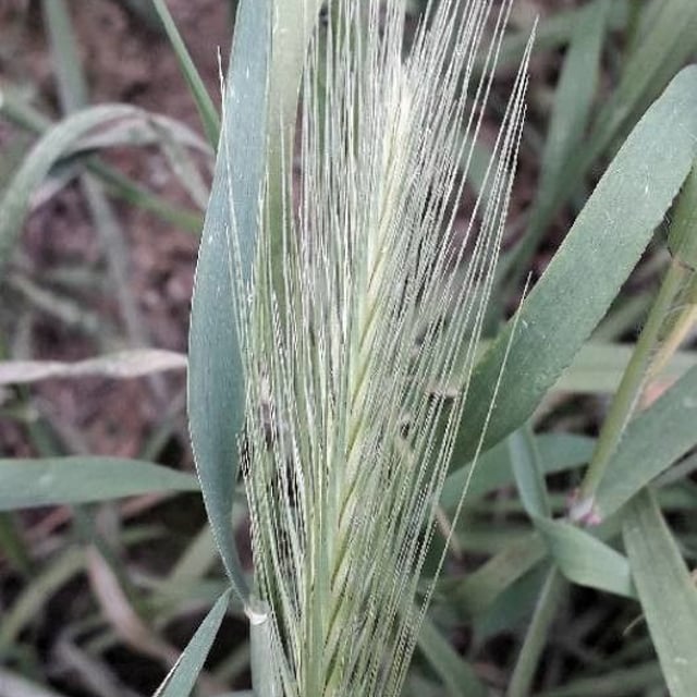 Hordeum murinum — flower