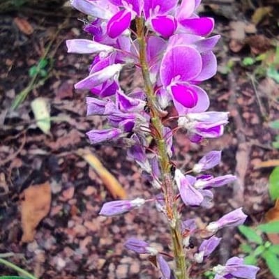 Desmodium canadense — flower