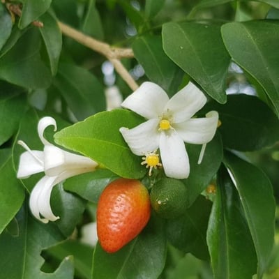 Murraya paniculata — flower