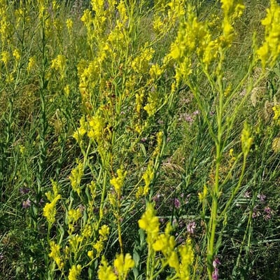 Barbarea stricta — flower