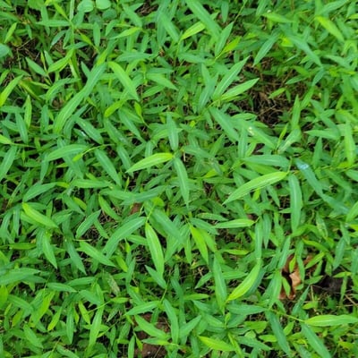 Microstegium vimineum — leaf