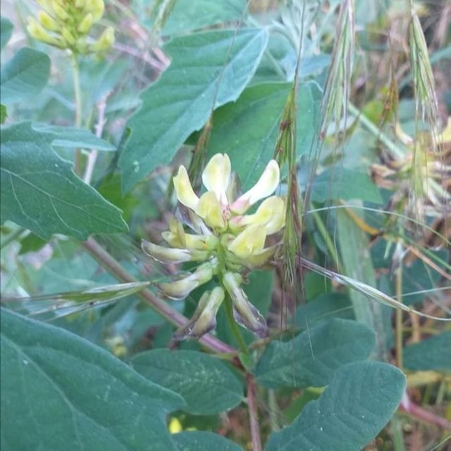 Astragalus glycyphyllos — flower
