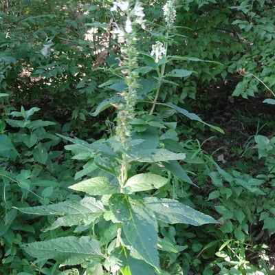 Teucrium canadense — flower