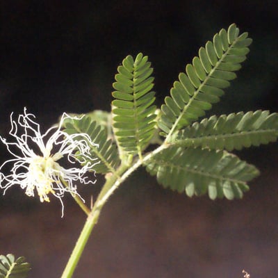 Desmanthus virgatus — flower