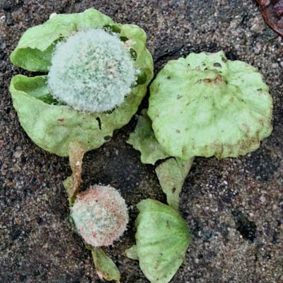 Tectona grandis — flower