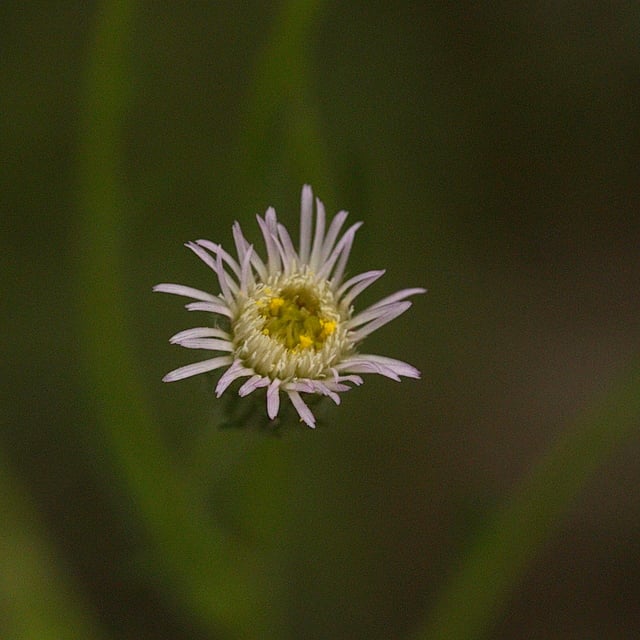 Erigeron acris — flower