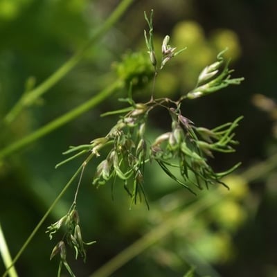 Poa alpina — flower
