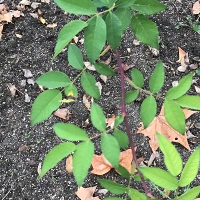 Rosa blanda — leaf