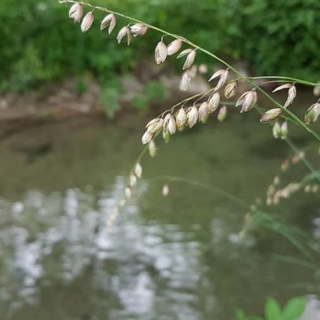 Glyceria striata — flower