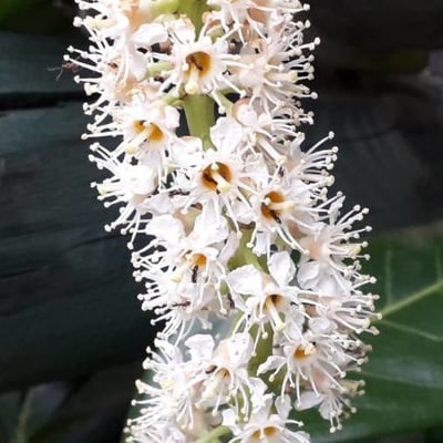 Prunus laurocerasus — flower