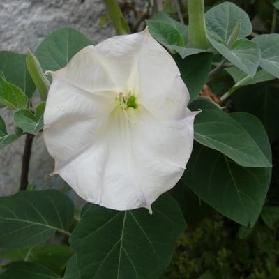 Datura wrightii — flower