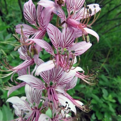 Dictamnus albus — flower